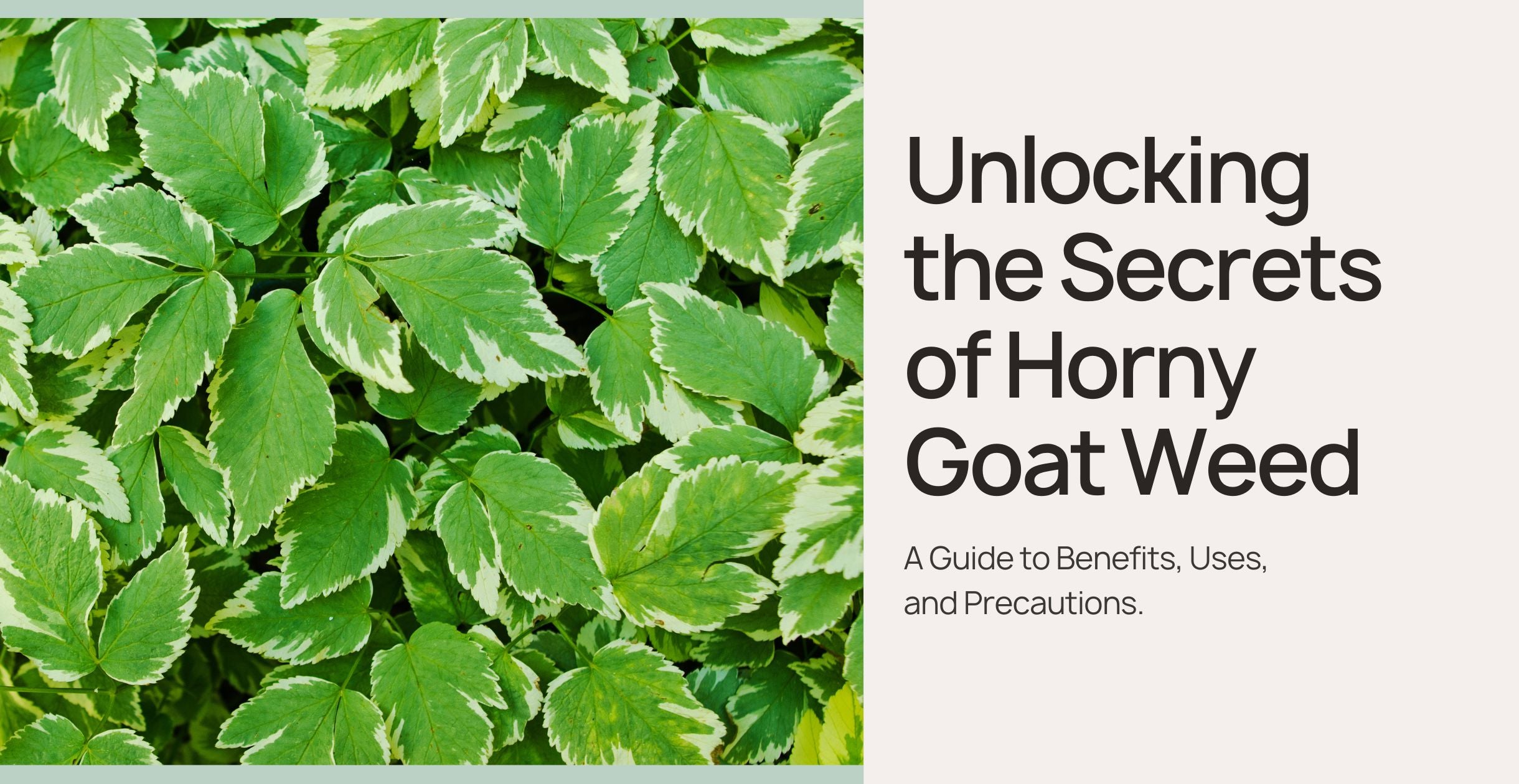 Unlocking the Secrets of Horny Goat Weed Clinikally