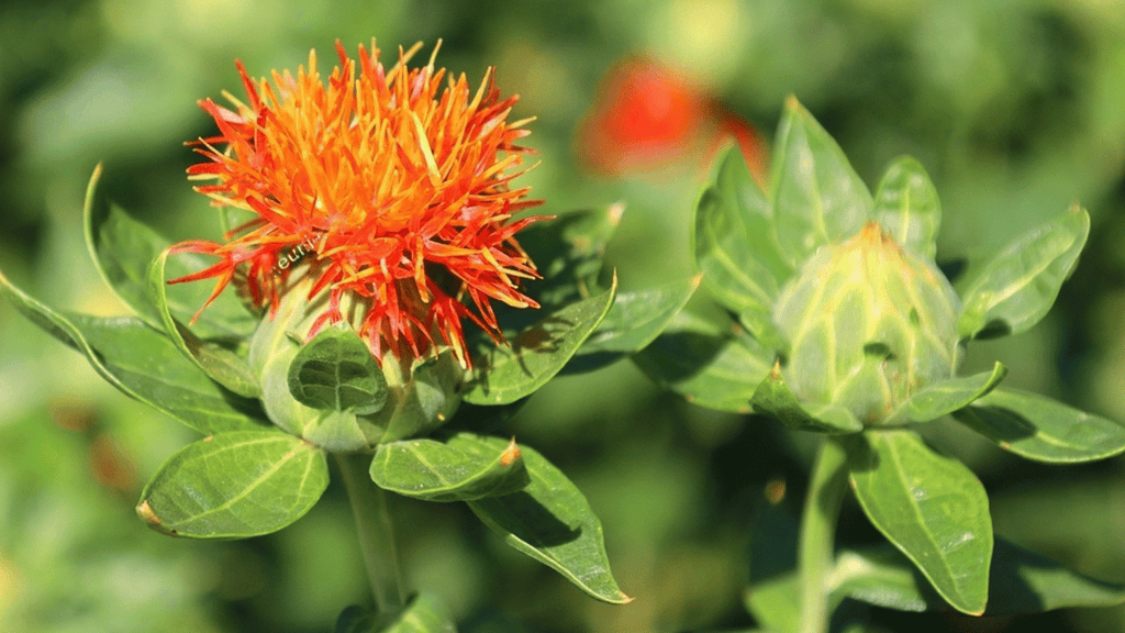 Safflower Blooms with Ingredient Possibilities - Prospector Knowledge Center