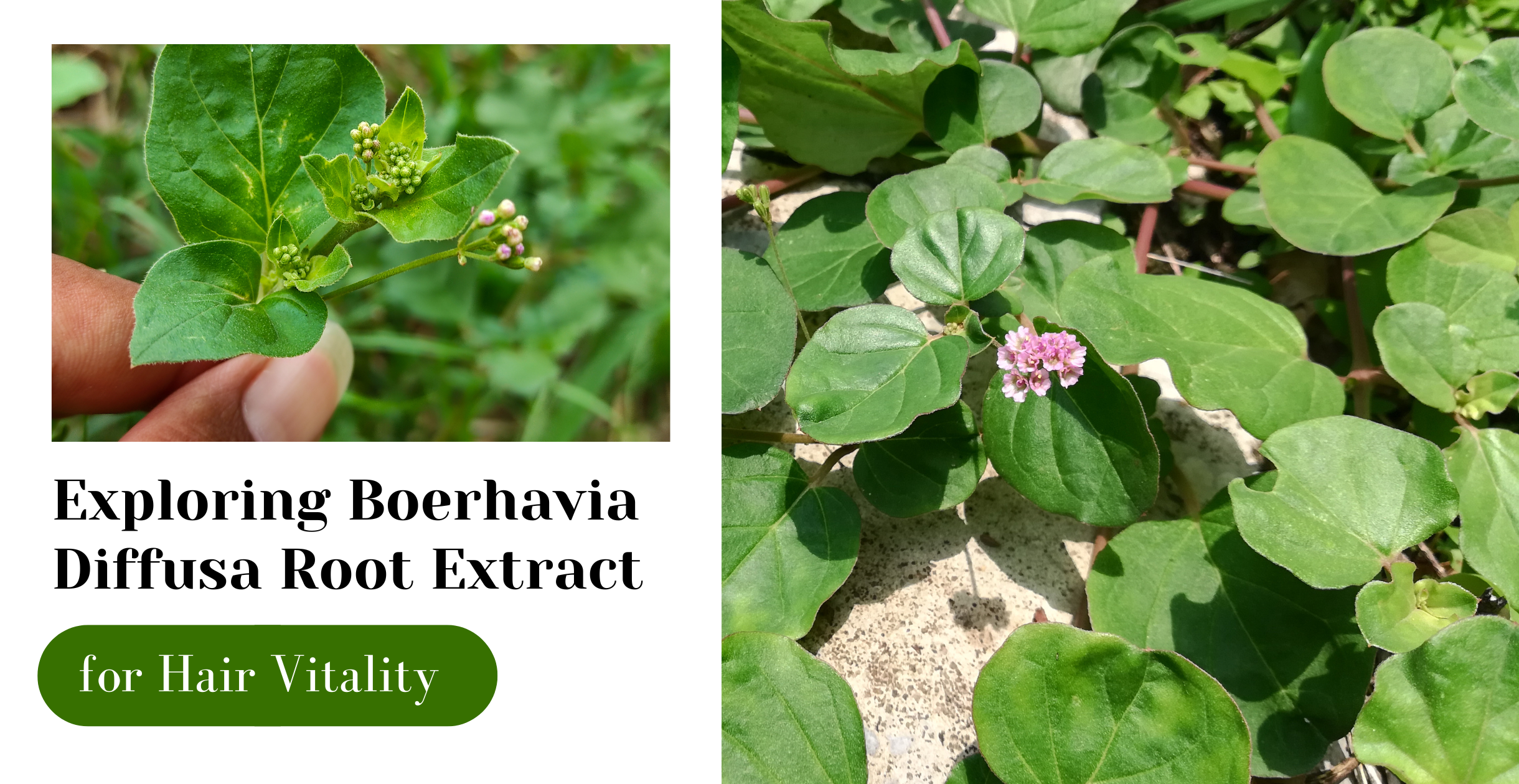 Exploring Boerhavia Diffusa Root Extract for Hair Vitality