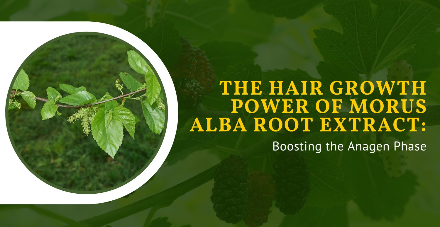 The Hair Growth Power of Morus alba Root Extract: Boosting the Anagen Phase