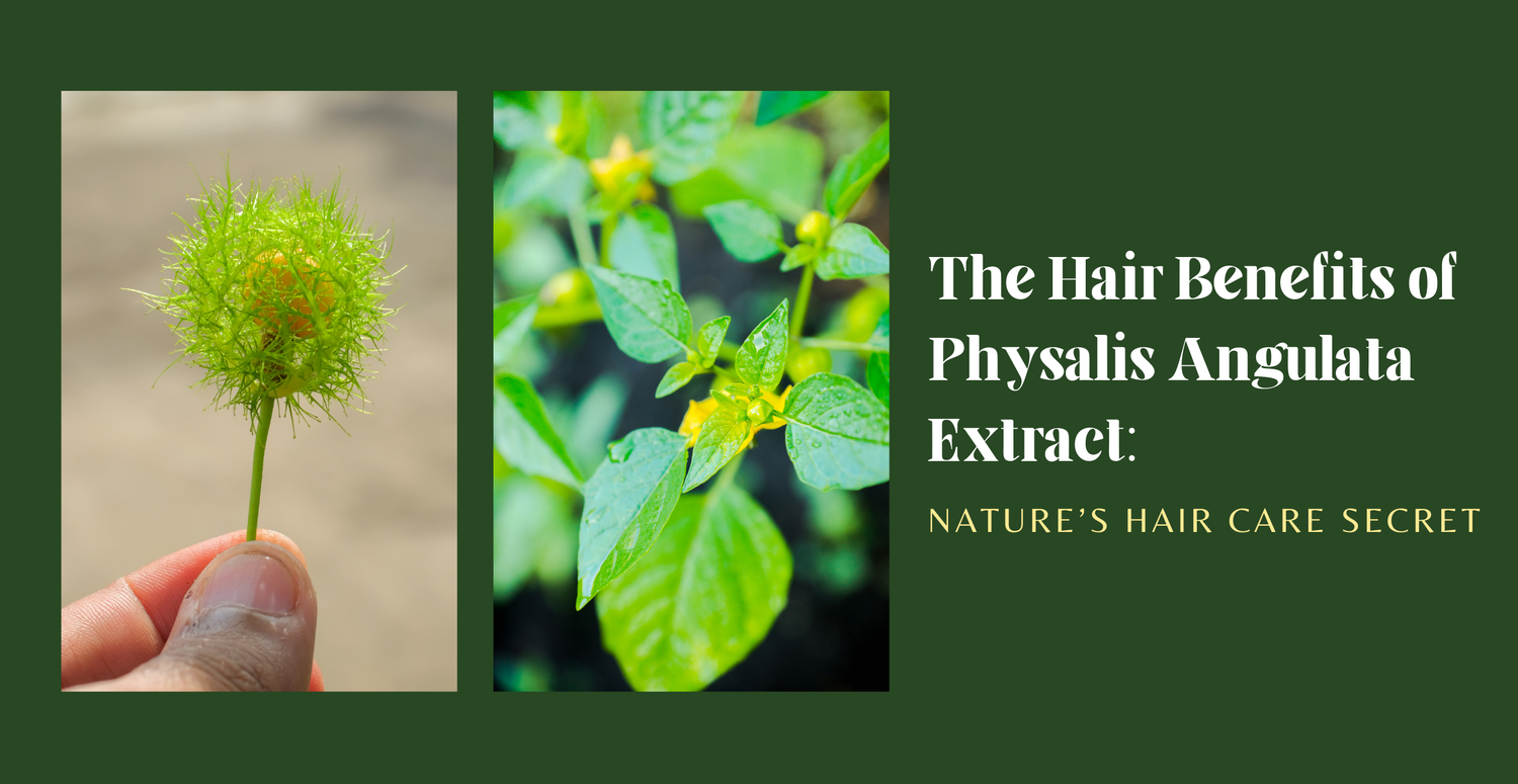 The Hair Benefits of Physalis Angulata Extract: Nature’s Hair Care Secret