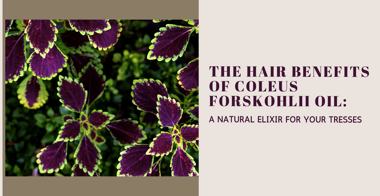 The Hair Benefits of Coleus Forskohlii Oil: A Natural Elixir for Your Tresses