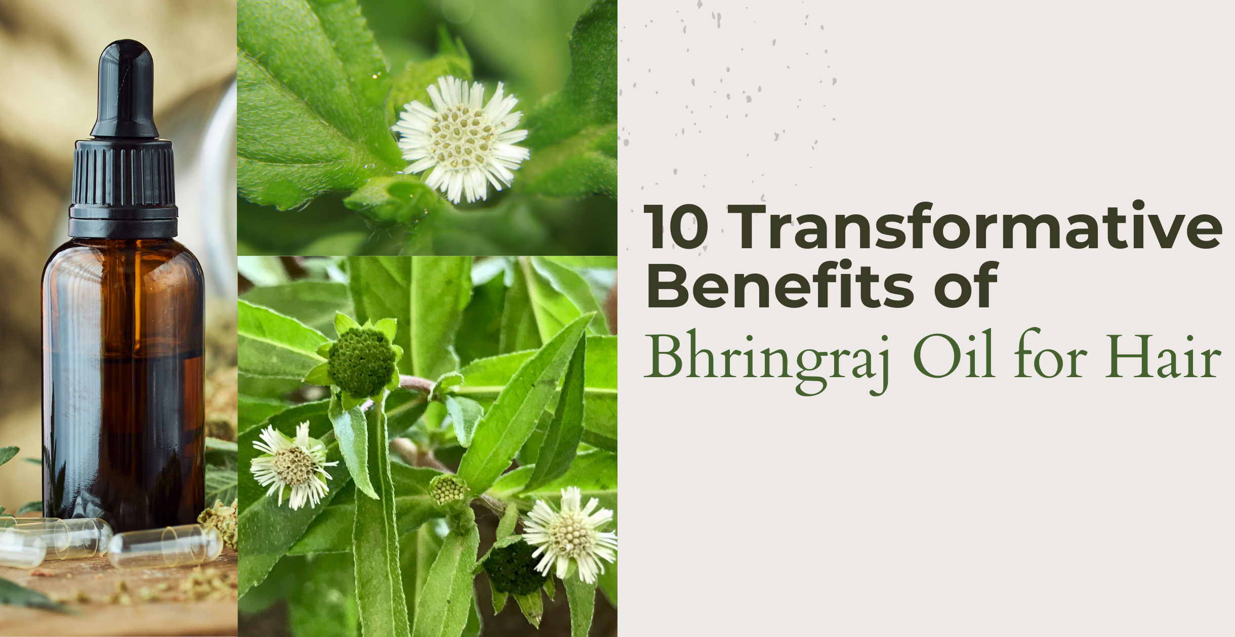 10 Transformative Benefits of Bhringraj Oil for Hair