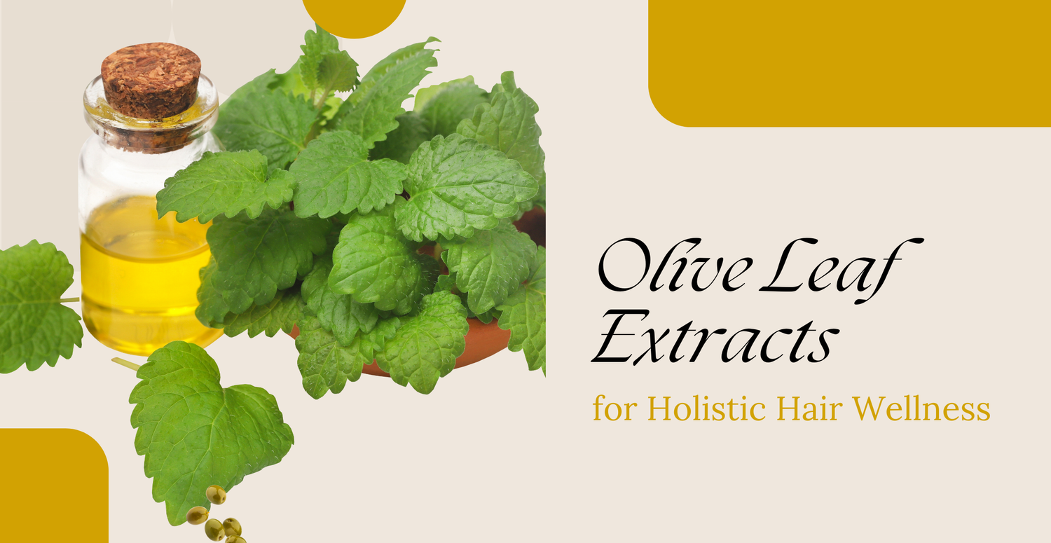 Olive Leaf Extracts for Holistic Hair Wellness