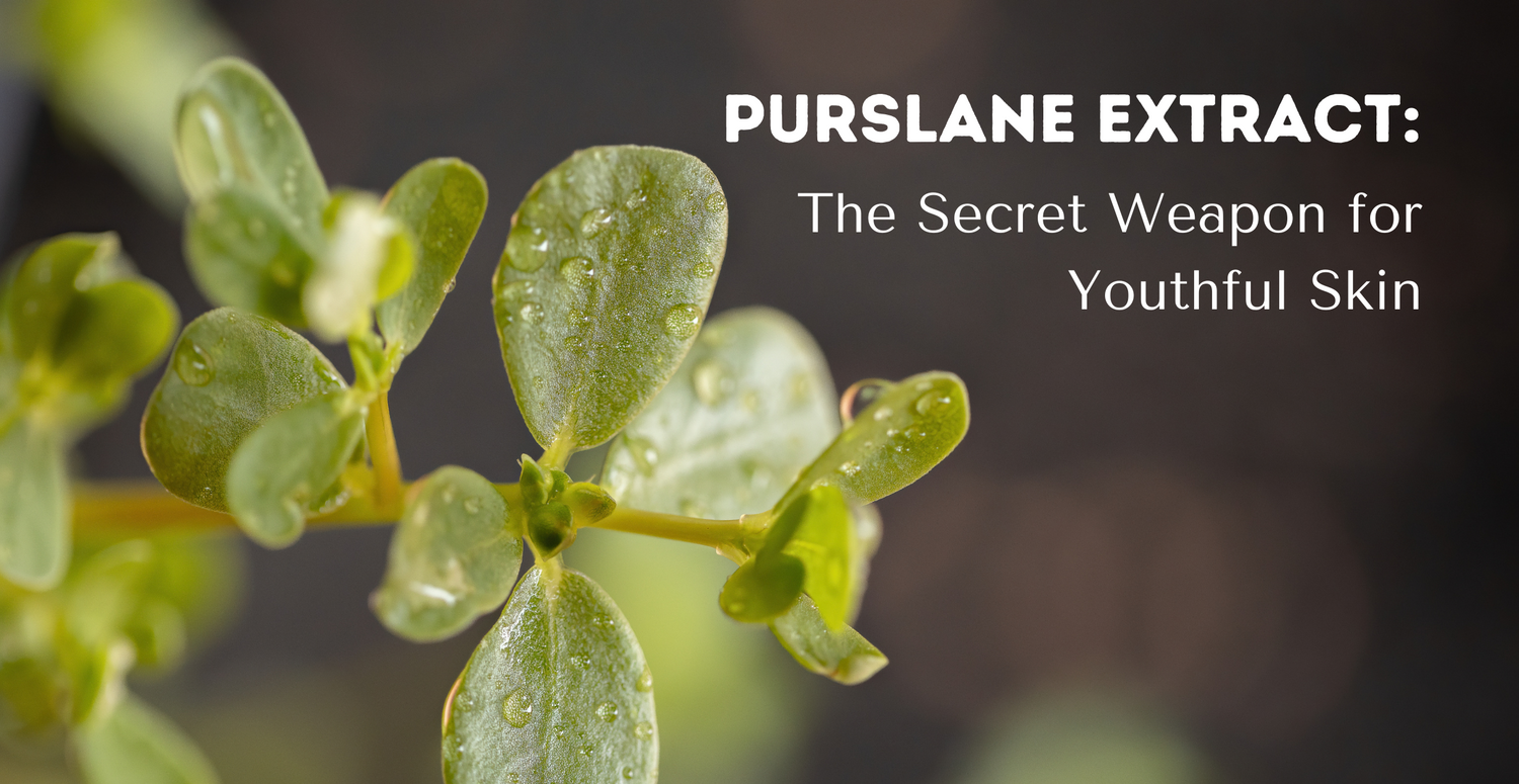 Purslane Extract: The Secret Weapon for Youthful Skin