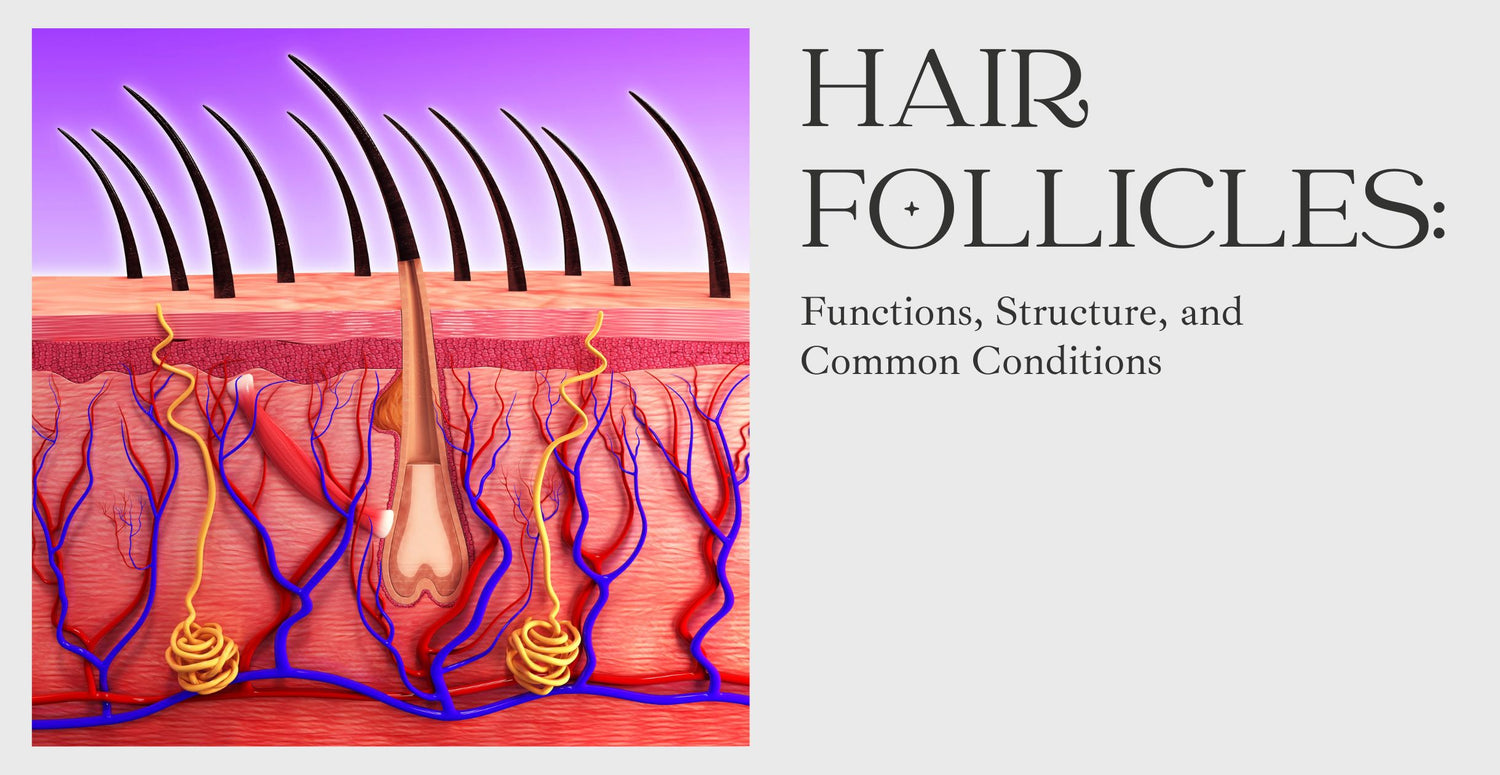 Hair Follicles: Functions, Structure, and Common Conditions