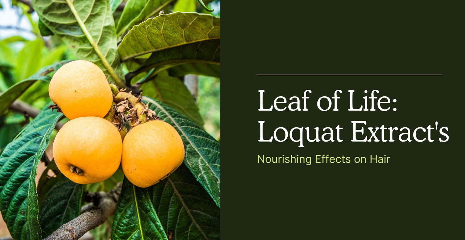 Leaf of Life: Loquat Extract's Nourishing Effects on Hair