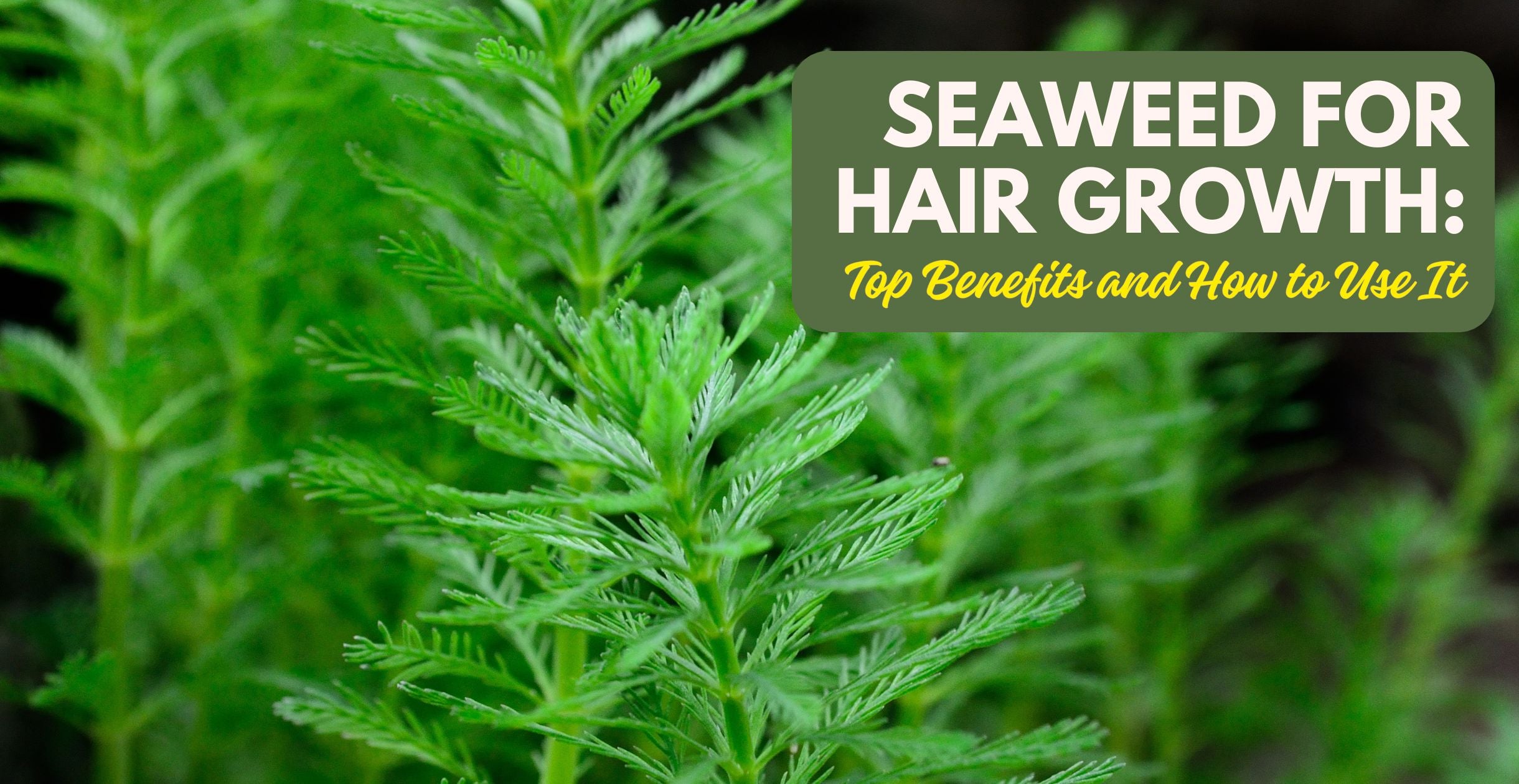 Seaweed for Hair Growth: Top Benefits and How to Use It