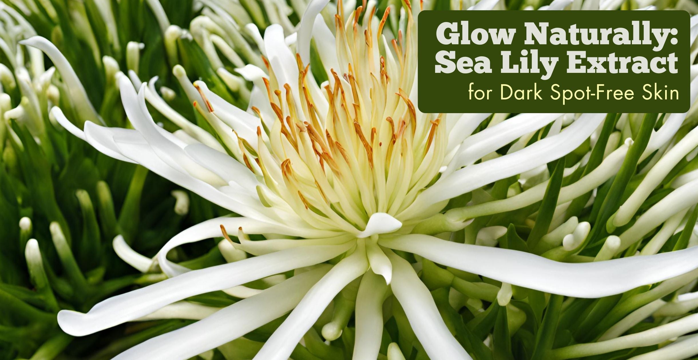 Glow Naturally: Sea Lily Extract for Dark Spot-Free Skin