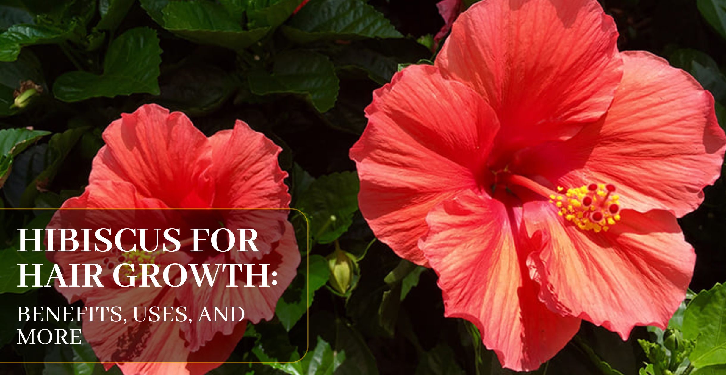 Hibiscus for hair growth 