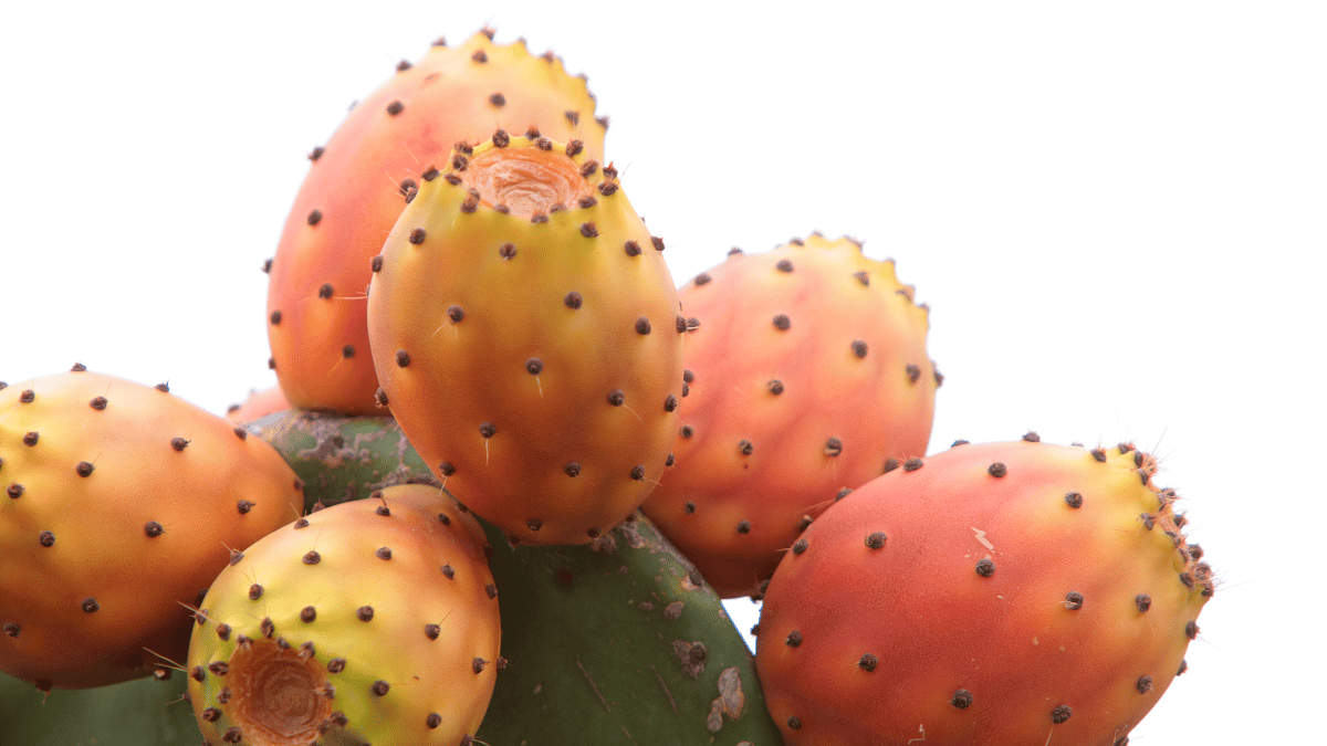 Prickly Pear Seed Oil 