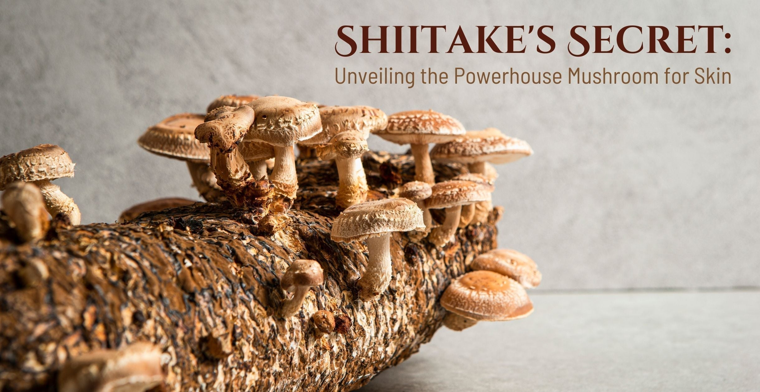 Shiitake's Secret: Unveiling the Powerhouse Mushroom for Skin
