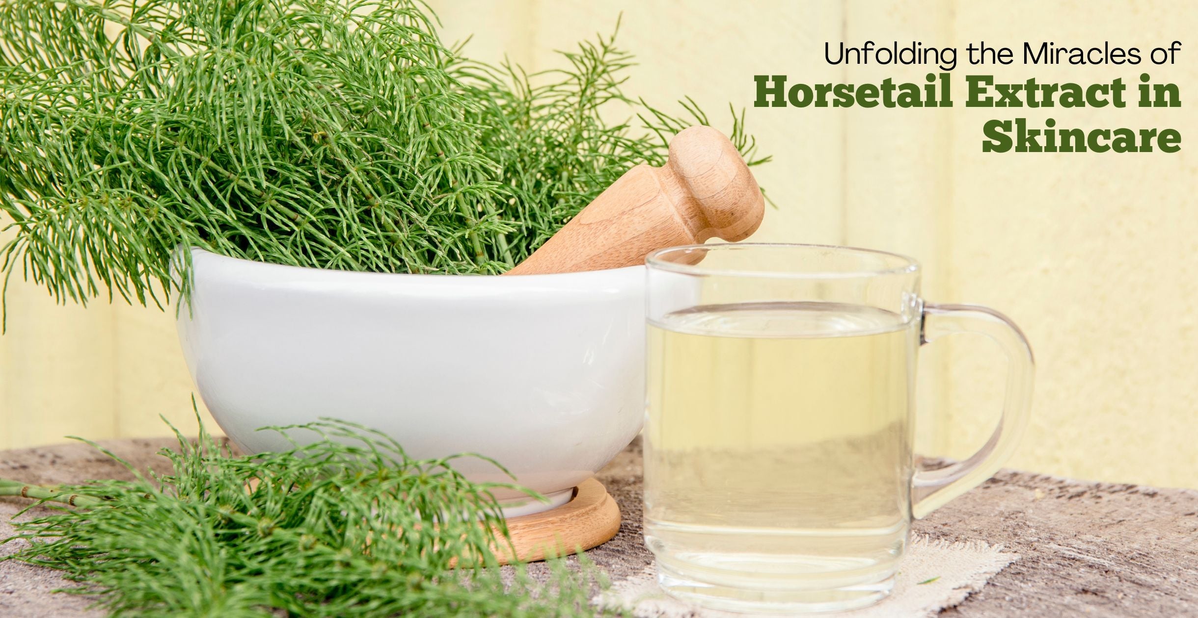 Unfolding the Miracles of Horsetail Extract in Skincare
