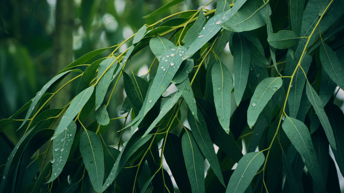 eucalyptus oil for skin